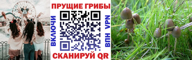 Галлюциногенные грибы Cubensis  darknet формула  Киренск  цена  